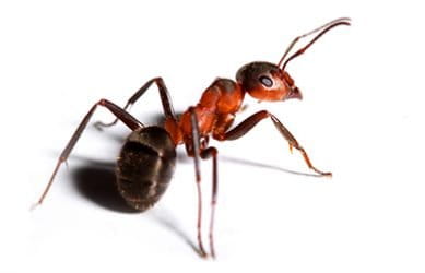 Irado Ongediertebestrijding - mieren